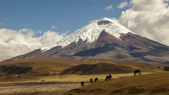 Auf dem Rücken der Pferde am Fuße des Vulkans Cotopaxi