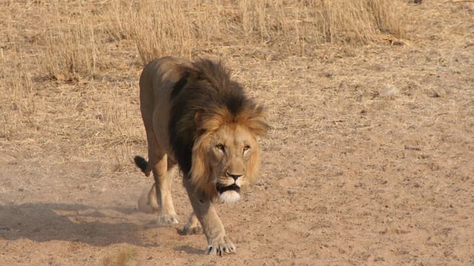 Pirschfahrt bei Nacht
