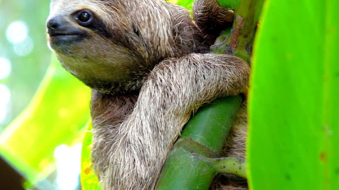 Journey to chilled-out Puerto Viejo