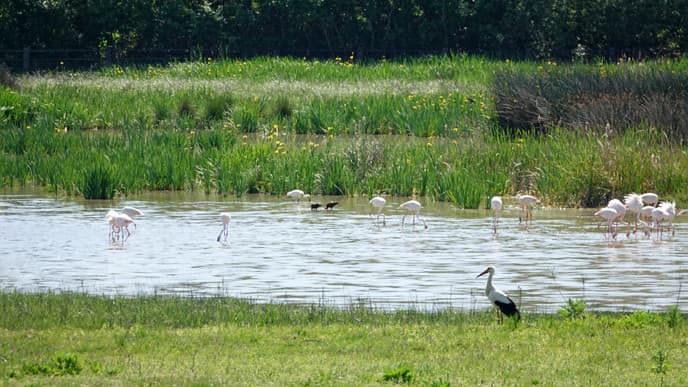 Natur pur im Natur- und Nationalpark Doñana