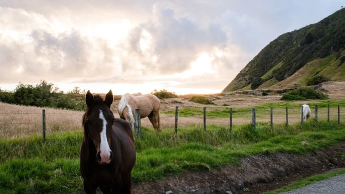 Gold towns & horse rides
