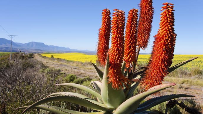Von Kapstadt nach Swellendam