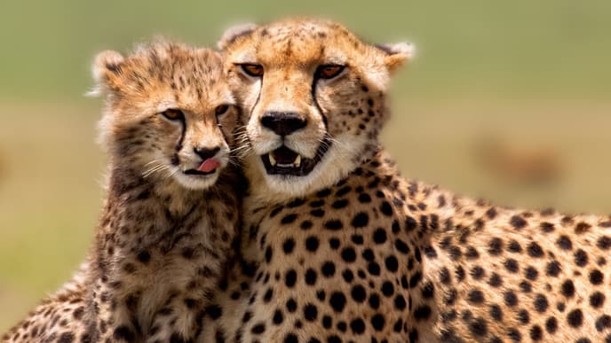 Pirschfahrt in der Masai Mara