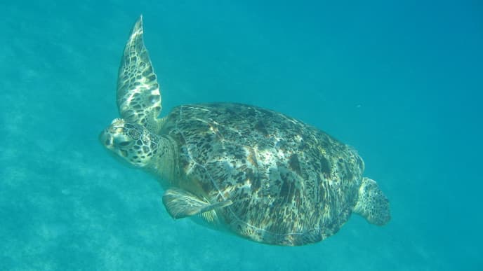 Freier Tag auf der Insel Tioman