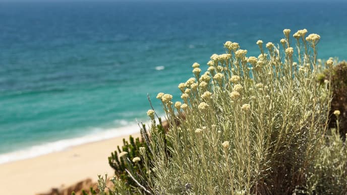 Horseback riding & beach picnic