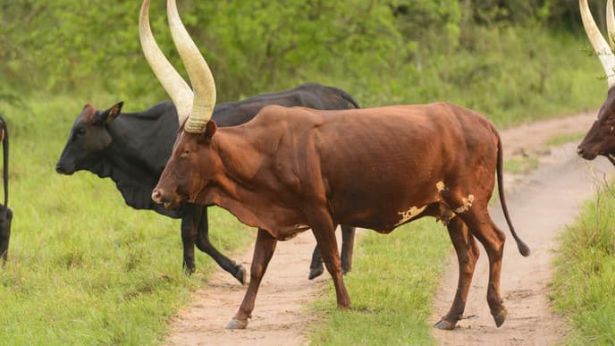 Auf Wiedersehen, wundervolles Uganda!