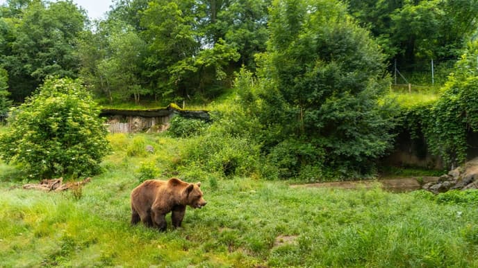 On the tracks of brown bears