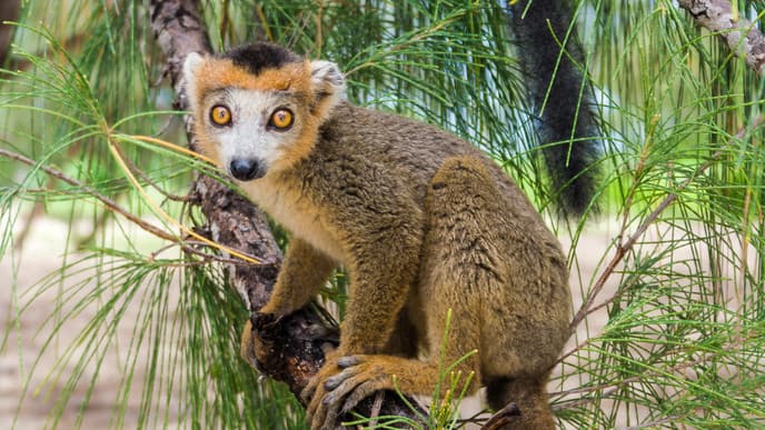 Explore The Stunning Montagne D'Ambre National Park
