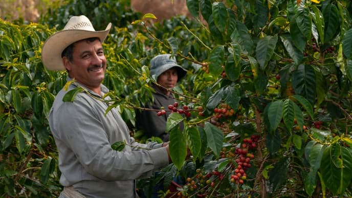 Coffee tour and tasting