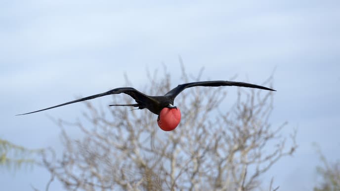 More wonderful wildlife adventures