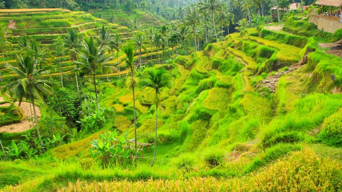 A classic day of exploring in Ubud