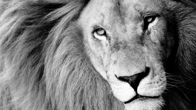 Early morning safari & back on board