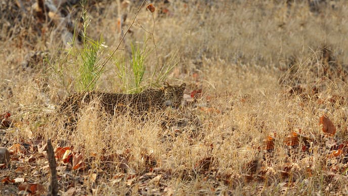 Journey to Pench National Park