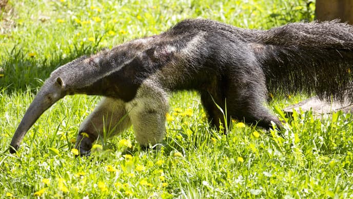 Wildtierbeobachtung in den Llanos