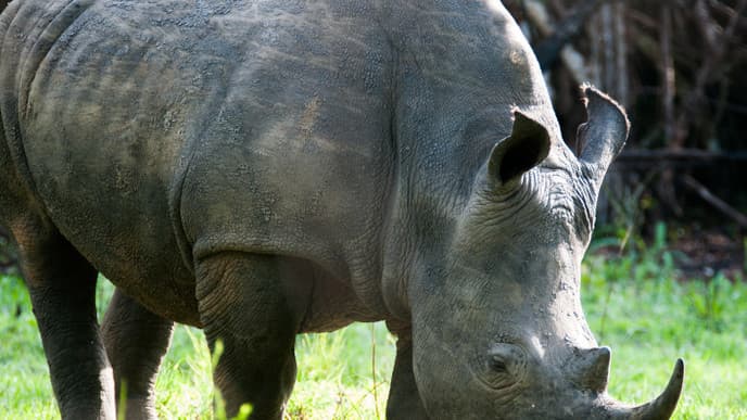 Visit The Exciting Ziwa Rhino Sanctuary