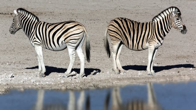 In search of the Big Five