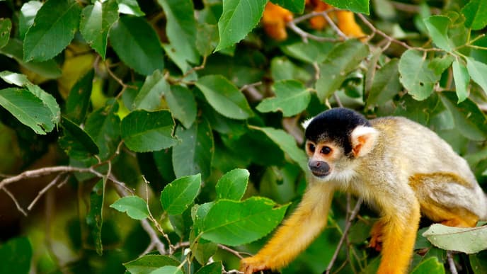 Cruise the Waters of the Jungle