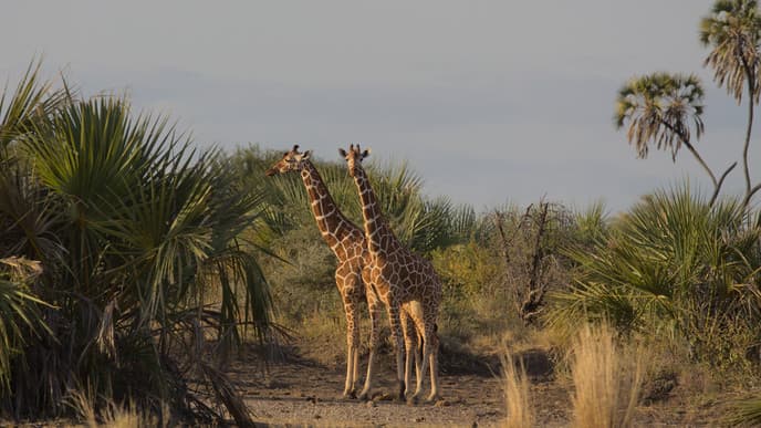A day full of wildlife discovery