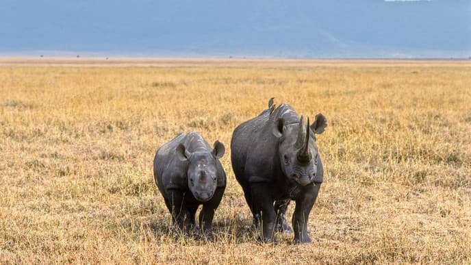 Make Your Way to the Ngorongoro Area