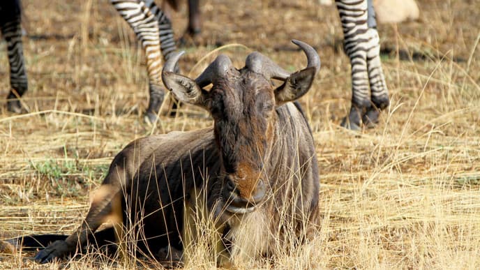 Try to Spot the Big Five at Masai Mara