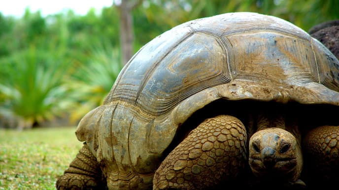 Besuch des Schildkrötenschutzgebiets