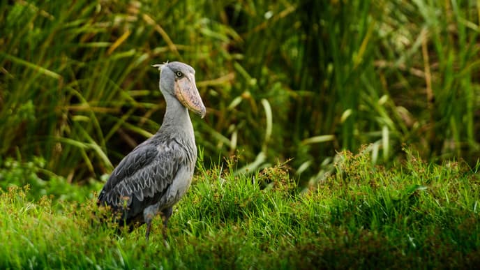 Shoebills of Mabamba Swamp