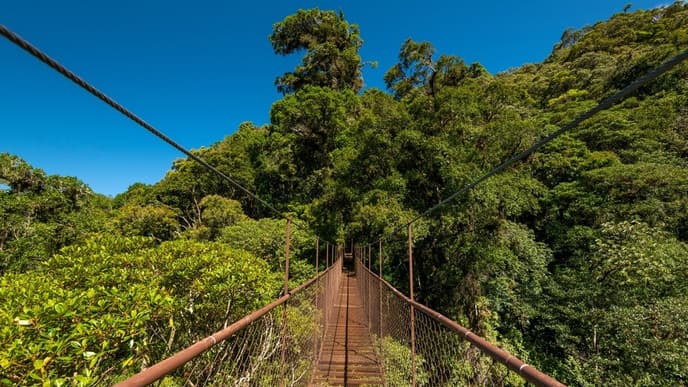 Walk amongst the treetops