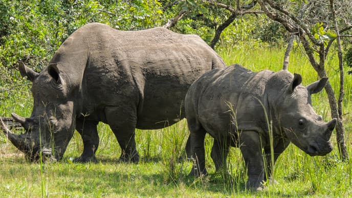 Rhino rehabilitation
