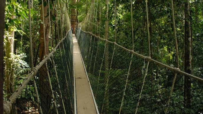 Entdeckungstouren durch den Dschungel