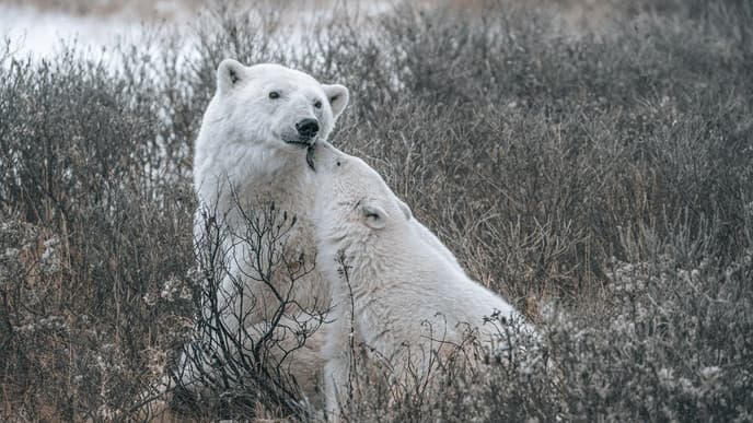 Another day on the tundra