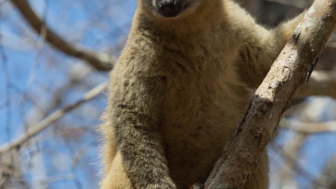 Wildlife of Kirindy