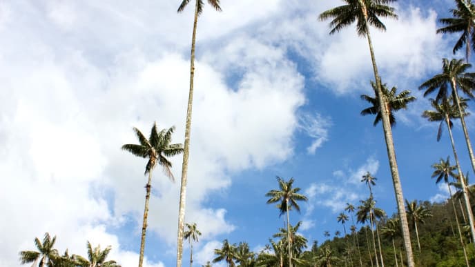 Exploring the charms of Cocora
