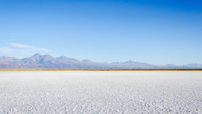 Flamingos, Flamingos, Everywhere!