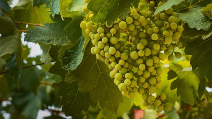 Wine tasting in the Uco Valley