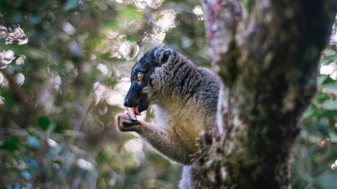 Nocturnal tour of Andasibe National Park