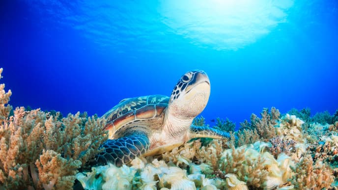 Fische und andere Meerestiere