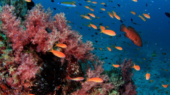 Unterwasserwelt bei den Similan Inseln