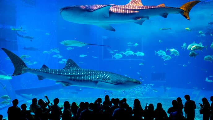 Das zweitgrößte Aquarium der Welt
