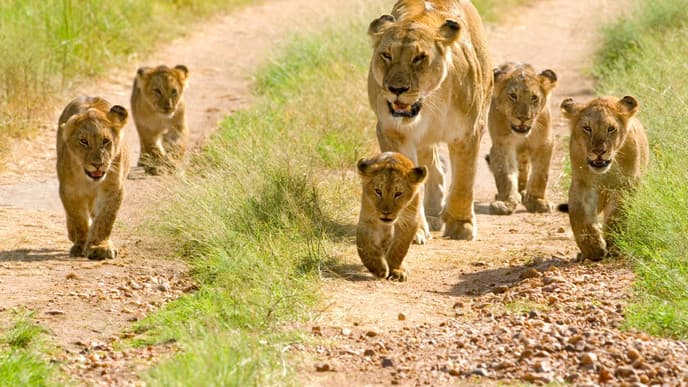 Auf Pirsch nach Großkatzen