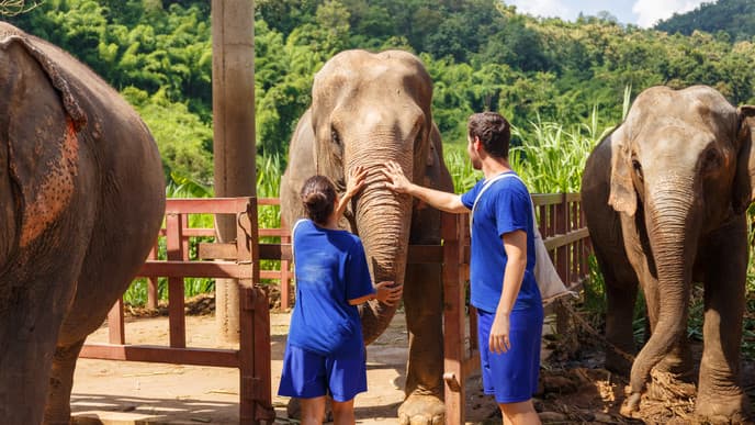 Ethical Elephant Sanctuary