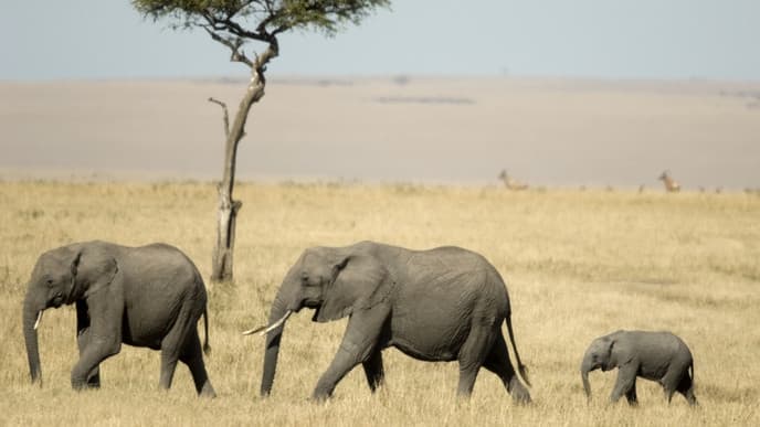 High Above the Mara