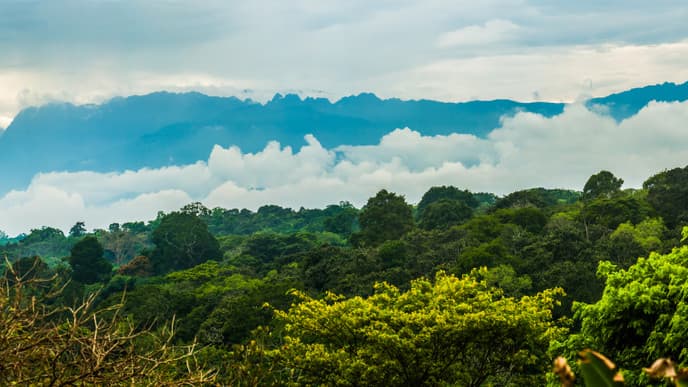 In Search of the Chimpanzees