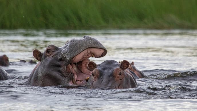 Per Boot und zu Fuß durch den Bwabwata Nationalpark