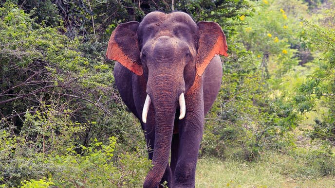 Visiting the Elephant Orphanage