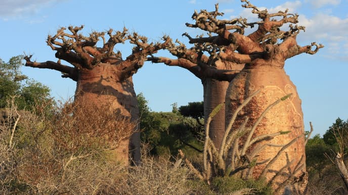 Mangrovenwälder und der größte Baobab der Welt