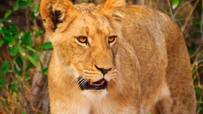 Visit Karongwe Private Game Reserve
