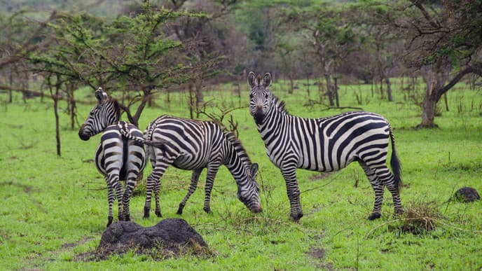 Discover Diversity At Lake Mburo National Park