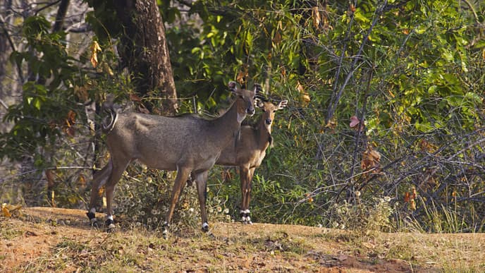A final day of wildlife-spotting