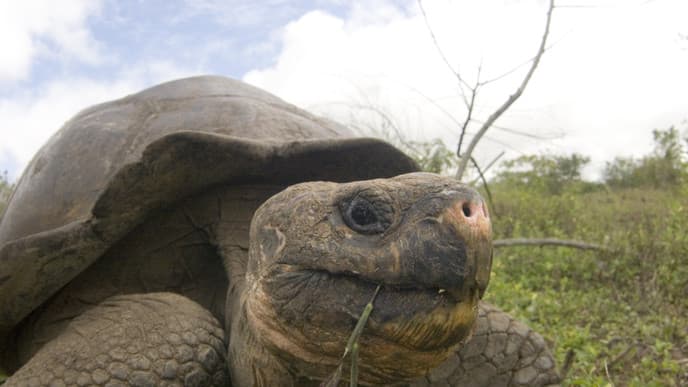 Visit the magnificent giant tortoises