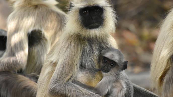 Journey to Bandhavgarh, land of the elusive tiger